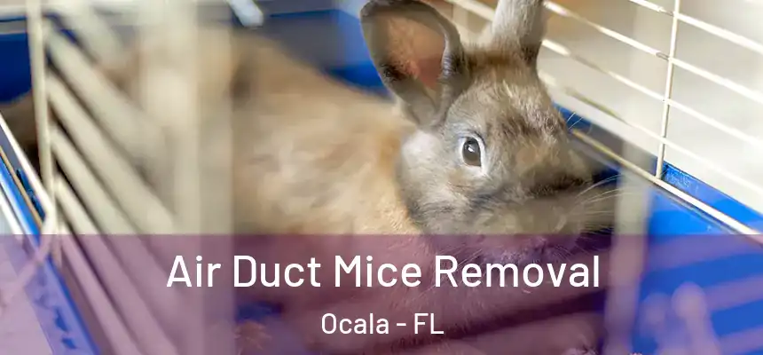 Air Duct Mice Removal Ocala - FL